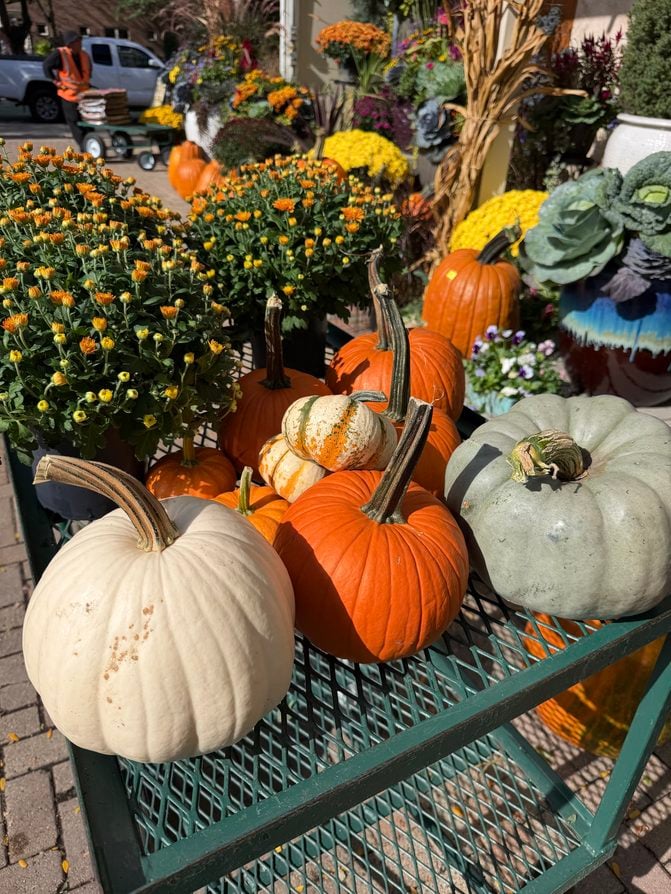 pumpkins garden center