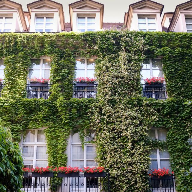 If you find yourself in Paris this summer, don’t miss a stop @pavillon_de_la_reine the courtyard and hotel facade is filled with jasmine. 

It’s tucked away in my favorite Place des Vosges. It is also on my boutique hotel list. You can’t beat the location in Paris. 

#everydayparisian #summerinparis