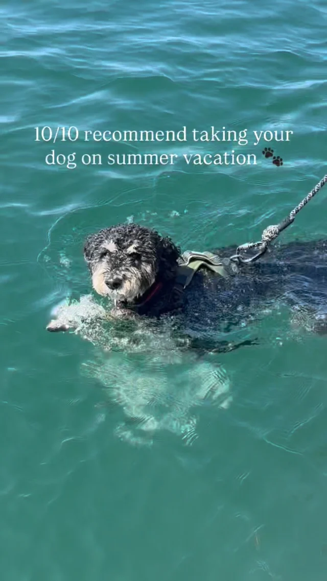10/10 recommend taking your dog on summer vacation. 🐾 We drove 🚗 to Cape Ann from Chicago and seeing his face light up every time we see the beach and especially on our boat day was priceless. ❤️

#dogsonadventures #dogsonvacation