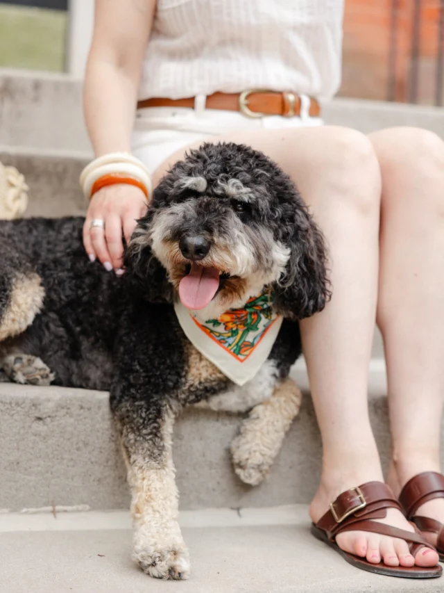 I may have saved the best for last at the end of July. ❤️

Until @sezane comes out with a pet collection, Henri will be stealing my Gaston scarves. 

Feel free to steal the idea for your own best friend. 🐾

Photos by @yuliasribna 

#sezane #sezanelovers 

Outfit details comment LINK